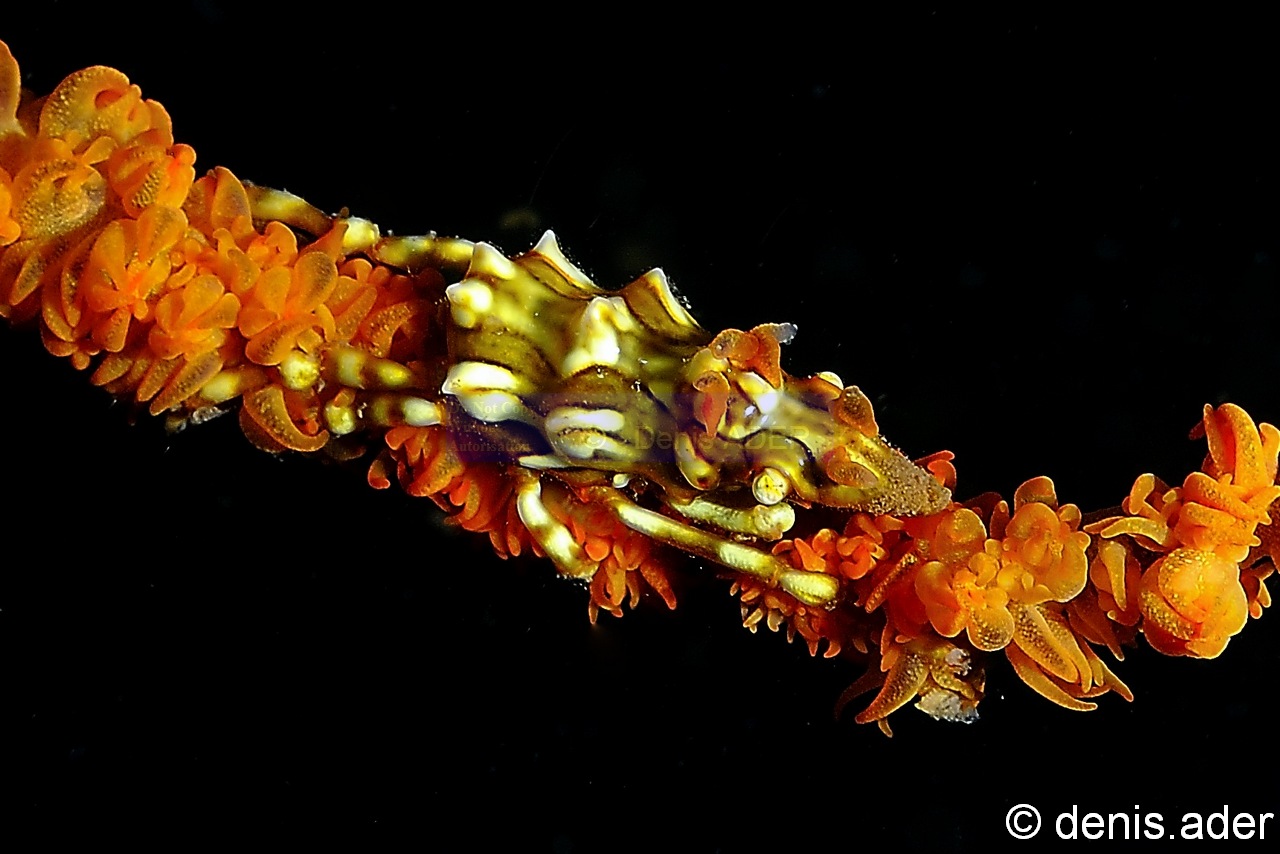 Xenocarcinus tuberculatus-Komodo BetheHem-16m-20160803-Denis-ADER-DSC_9121_tn.jpg